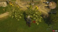 then search under some sunflowers to find the chest the key opens.