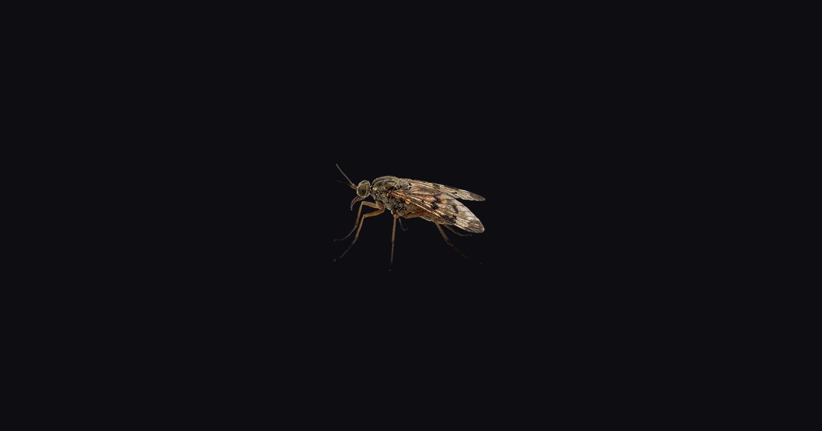 Fruit Fly - Crimson Desert Database | Gamer Guides®